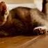 Mr Stealthy Cats 猫 ねこ Shorts Subscribe For Daily Dose Of Cats Share Comment Like Cuteness