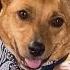 The Dog Whisperer With Farley Archer Doggy Depression