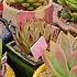 어제 물주고 오늘의 다육상태 지금은 너무 좋네요 Korean Succulents Plant 多肉植物