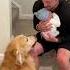 Golden Retriever Meets Brother For The First Time Newborn Goldenretriever Dog Family
