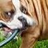 Dog S Hilariously Honest Adoption Post Helps Him Find Forever Home The Dodo