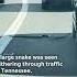 It S In The Tire Watch Snake Slither From The Street To Car S Wheel Better Her Car Than Mine