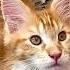 А вы знали что мейнкуны очень любят играть на камеру Maincooncat Cat