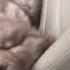 Person Boops Sleeping Dogs Nose
