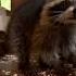 Raccoon Madness Indoors Shorts Raccoon Wildlife