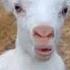 Little Goats Sound Goatsounds Goat Babyanimal