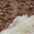 How Do You Control Gumboro In Poultry