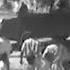 Hindus And Sikhs Riot New Delhi India 1966 British Pathé