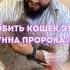 Чтение корана с кошкой Абдурахман Гаджиев Duet Music Religion Quran