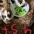 I Lost My Bunnies By A Coyote And Miss Them Maroon 5 Memories