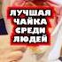 Лучшая чайка среди людей чайка бельгия крик чемпионат