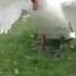 Goose Vs Swan
