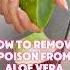 How To Properly Remove The Poison From Aloe Vera 4chair