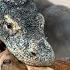 Komodo Dragon Eating Goat Alive