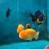 Ikan Mas Koki Ranchu Yellow Ranchu Goldfish Goldfishoranda