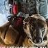 Top 3 Reasons Why Navy Seals Only Use Belgian Malinois Dogs Shorts Dogs Doglover Pets