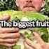 The Biggest Fruit Edit Phonk Funk Fyp Ritmo Zelda Slowed