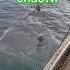ловушки для и применения рыбалканаозере Fishing