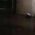 VicoSotto Youtubeshorts Bahaisreal Ulan Rainsounds Rainyday Rainyweather