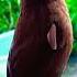 Very Cute Chinese Hwamei Bird Is Singing Song Shorts Viral Tiktok Birds
