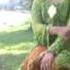 Campursari Titip Kangen Full Video