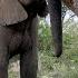 African Elephant Pushes Marula Tree For Fruit To Fall