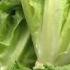 Romaine Lettuce In E Coli Outbreak Linked To California