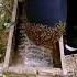 The Process By Which The Bees Are Placed In The Hive A Good Method Can Increase Efficiency