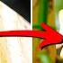 The ONLY Way To 100 Kill Fungus Gnats