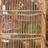 ANEKA SUARA BURUNG Manyar Kepala Emas