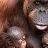 Magic Moment As Orangutan Mother Has First Interaction With Her Baby