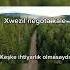 Rojda Weylo Dilo Rojda çeviri Shorts Video