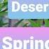 Desert Willow Spring Bloom Beautiful Arizona Backyard Orchard