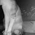 Munga Honorable Bull Dog