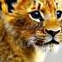 Sad Tiger Shortfeed Cat Shortvideo Shortsviral Shorts Short Shortsfeed Rek Respect