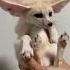 This Is A Fennec Of Course You Can Also Call It Finnick Cute Animal