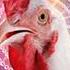 J Geco Chicken Song New Chickens Dancing New Chicken Song Dj Remix Chicken Song