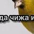 Пение гибрида чижа и коноплянки