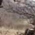 Hovo Step Artur Short Ride Wmv