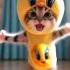 Tweety Bird Cat Catdance Petdance Tweetybird Tweety Trending
