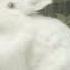 Bunny Party Speed Up