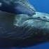 Farewell To Tarwathie Judy Collins The Whales