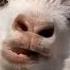 Fun Funnyvideo Animaux Chevre Chevre Maman Fun Mdr Fypシ Viral