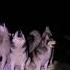 так соседи слышат песни 10 хаски собаки Huskyhowling