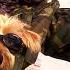 Pituf Paseo 1 Youtube
