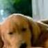 PEDIGREE JUNIOR TV SPOT