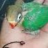 Anak Love Bird Baru Tumbuh Bulu