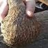 дикая утка Чирок Wild Dack Bebek Liar Pato Salvaje Hoang Da Vit Anatra Selvatica Widente