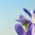 Beautiful Relaxing Music Beautiful Nature Scenery In 4k Ultra HD The Sounds Of Spring Tim Janis