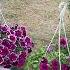 My Joy My Delight How Did I Live Without It Before I Love To Trim Flowers By Svetlana Zhuravl